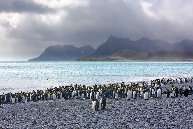 King Penguins On Beach